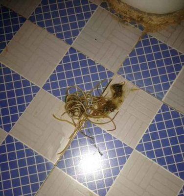 狗狗肠道细长虫子全攻略｜识别与预防指南(图1)