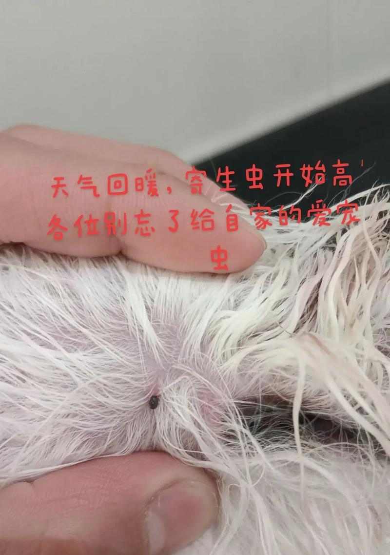 狗狗肠道细长虫子全攻略｜识别与预防指南(图3)