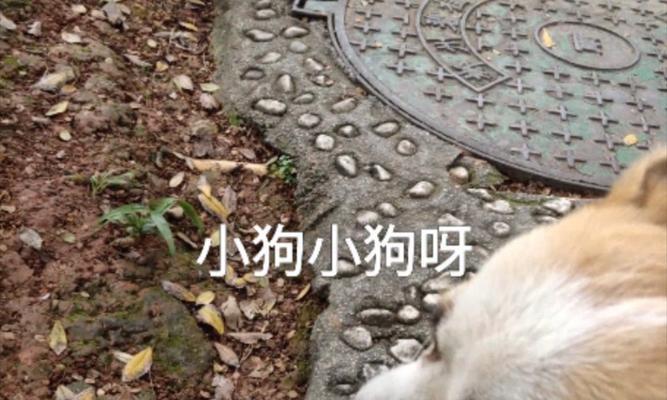 狗狗为什么不叫？｜全面解析原因与应对策略(图2)