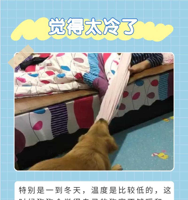 狗狗为什么不叫？｜全面解析原因与应对策略(图3)