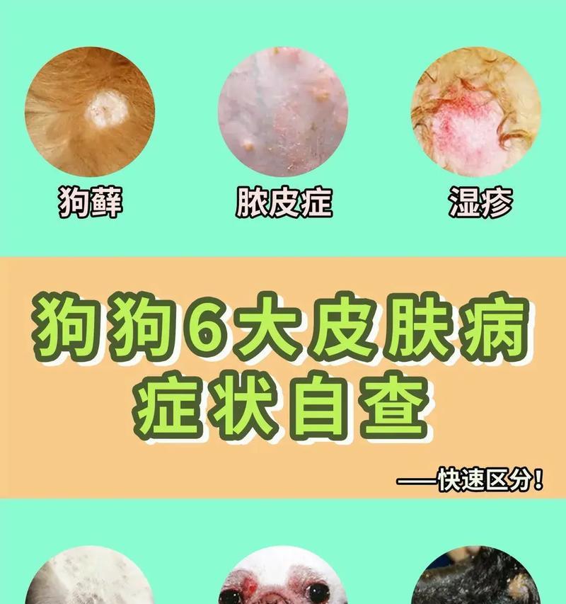 幼狗皮肤病症状及治疗方法｜宠物健康实用指南(图2)