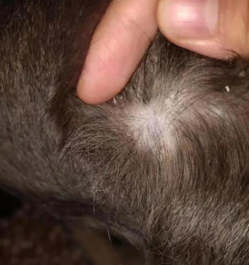 幼狗皮肤病症状及治疗方法｜宠物健康实用指南(图3)