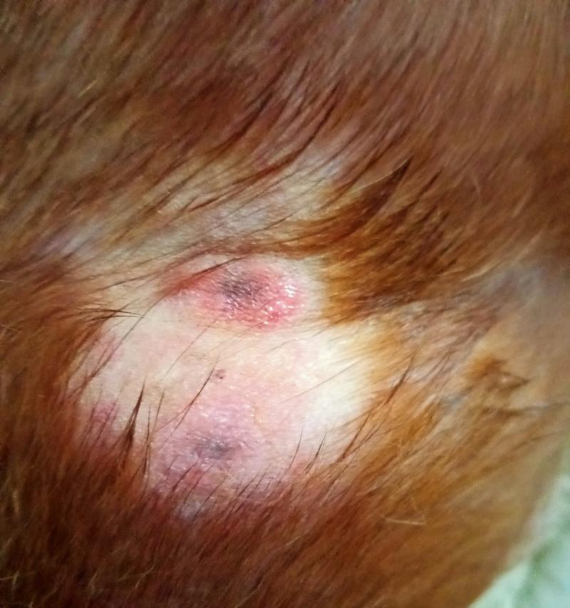 幼狗皮肤病症状及治疗方法｜宠物健康实用指南