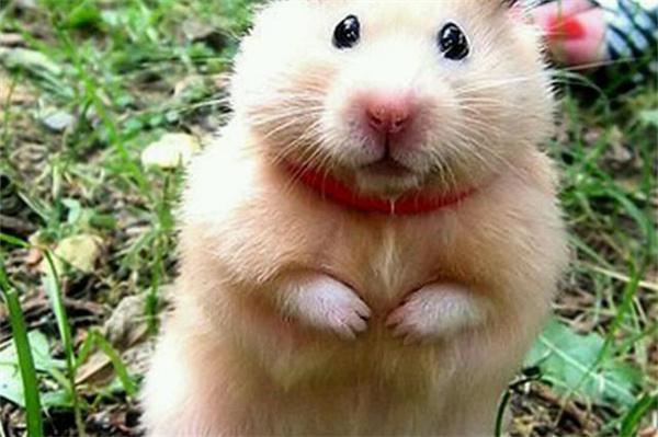 仓鼠流鼻血怎么办｜原因及处理方法全攻略