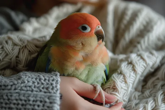 玄凤鹦鹉突然变凶怎么回事? 玄凤鹦鹉突然变凶的原因及应对策略|饲养实用指南(图1)