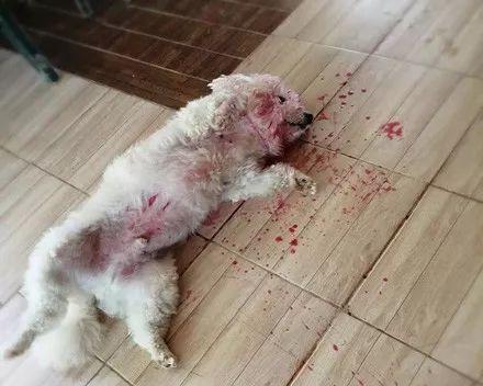 老血狗的象征意义与文化价值｜传承与忠诚全攻略(图1)