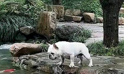 狗狗不能吃的鱼类食物｜宠物健康全攻略(图2)