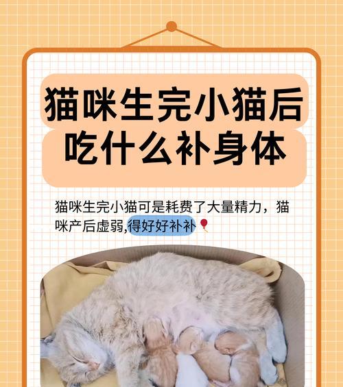 龙猫怀孕饮食指南|科学喂养助宝宝健康成长(图2) 龙猫怀孕饮食指南|科学喂养助宝宝健康成长(图2)