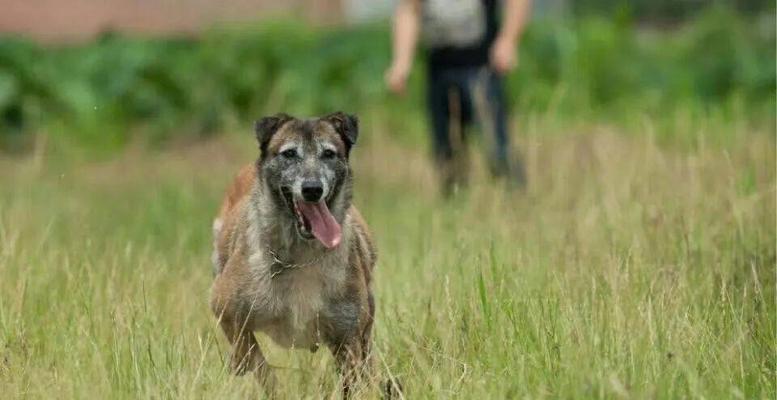 老血狗的象征意义与文化价值｜传承与忠诚全攻略(图3)