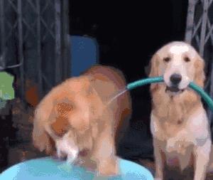 狗为什么总是甩耳朵｜实用指南揭秘其背后原因(图2)