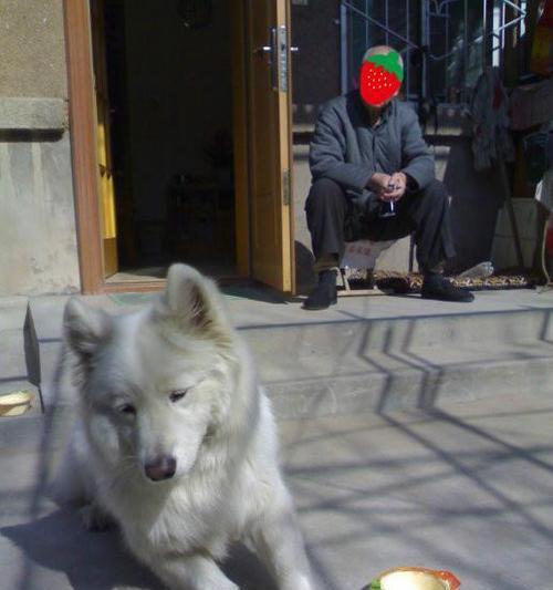 老血狗的象征意义与文化价值｜传承与忠诚全攻略(图2)