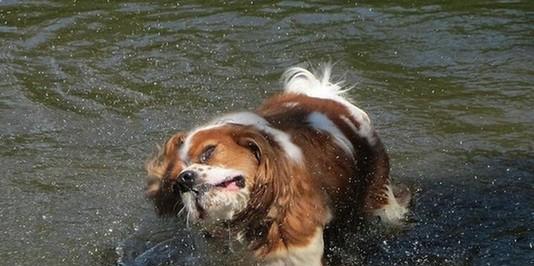 狗为什么总是甩耳朵｜实用指南揭秘其背后原因(图3)