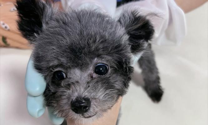 超级大泰迪叫什么名字｜巨型泰迪犬命名全攻略(图3)