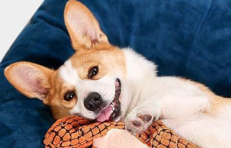 4个月小狗营养搭配指南｜科学饮食助健康成长(图3)