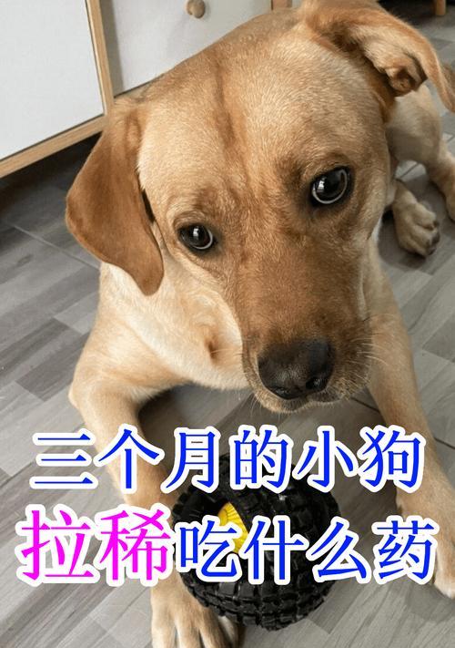 4个月小狗营养搭配指南｜科学饮食助健康成长