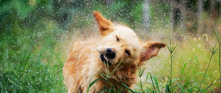 狗为什么总是甩耳朵｜实用指南揭秘其背后原因