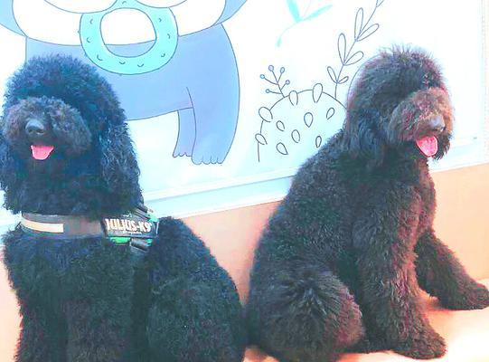 超级大泰迪叫什么名字｜巨型泰迪犬命名全攻略(图2)