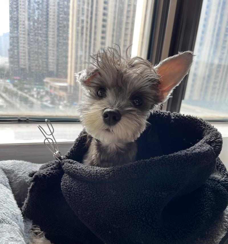 4个月小狗营养搭配指南｜科学饮食助健康成长(图2)