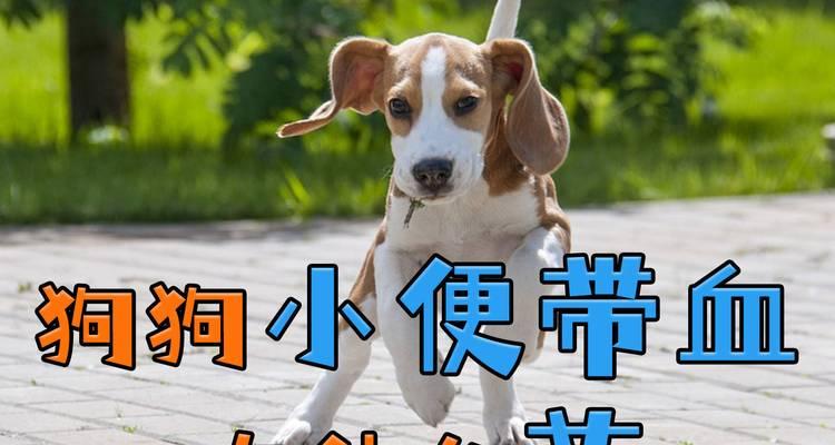 狗狗拉绿便的治疗方法及药物推荐｜实用指南(图2)