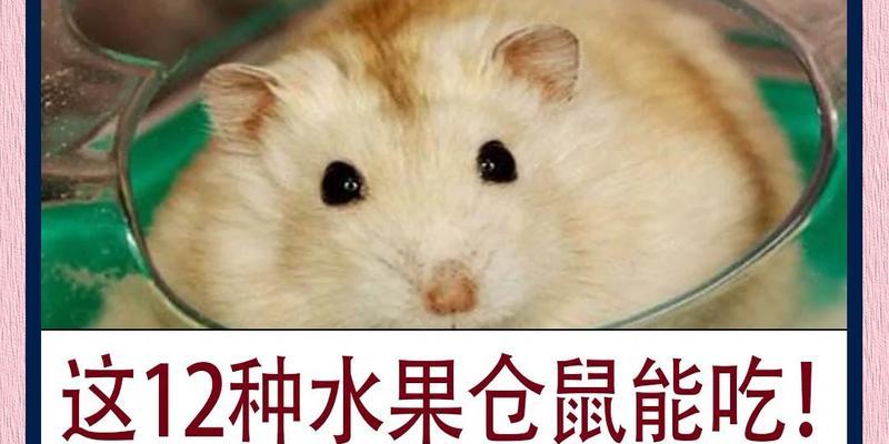 仓鼠食物与开销全攻略｜科学喂养与经济预算指南