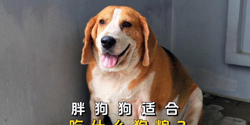 小狗健康护理|用药注意事项全攻略(图3) 小狗健康护理|用药注意事项全攻略(图3)