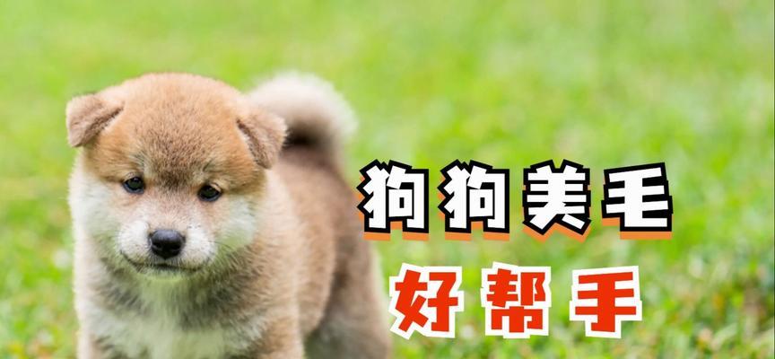 小狗健康护理|用药注意事项全攻略(图2) 小狗健康护理|用药注意事项全攻略(图2)