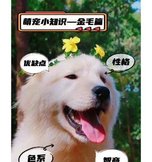 小金毛奶粉选择指南|实用选购技巧全攻略(图3) 小金毛奶粉选择指南|实用选购技巧全攻略(图3)