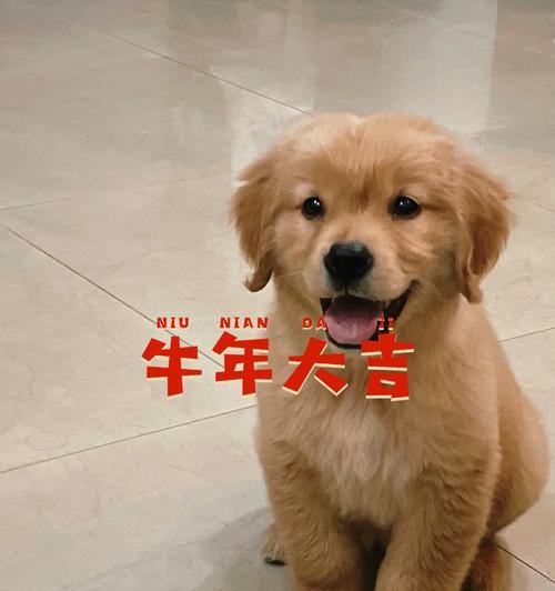 小金毛奶粉选择指南|实用选购技巧全攻略(图2) 小金毛奶粉选择指南|实用选购技巧全攻略(图2)