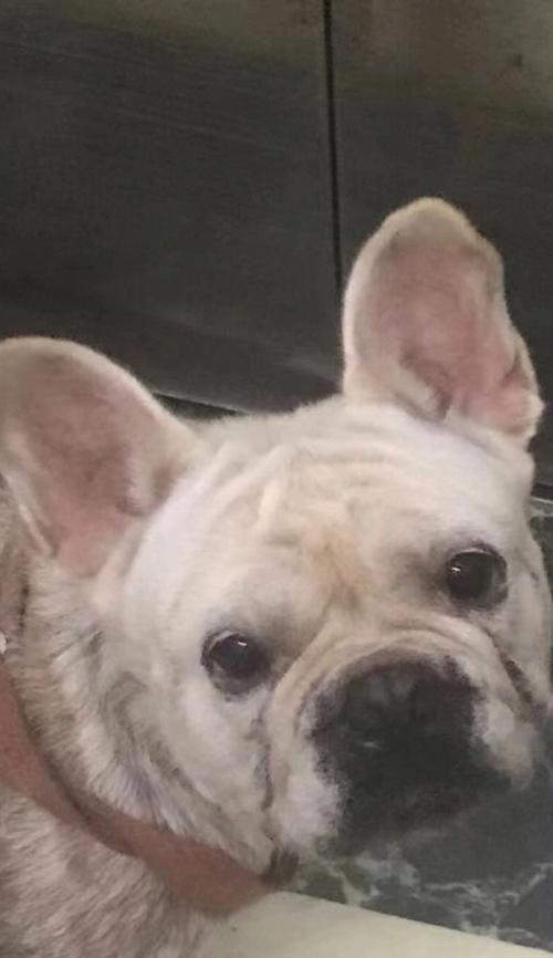 斗牛运动皮肤损伤原因全攻略｜如何防护皮肤伤害(图3)