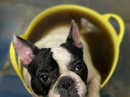 斗牛运动皮肤损伤原因全攻略｜如何防护皮肤伤害(图2)