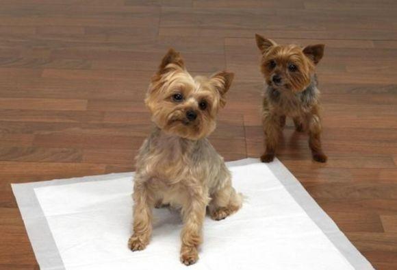 狗狗露齿行为全攻略：理解原因与正确应对方法(图1)