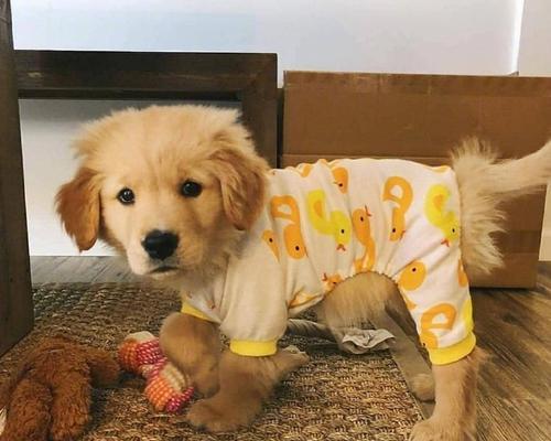 小金毛奶粉选择指南|实用选购技巧全攻略(图1) 小金毛奶粉选择指南|实用选购技巧全攻略(图1)