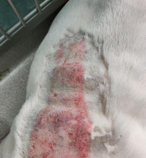 斗牛运动皮肤损伤原因全攻略｜如何防护皮肤伤害(图1)