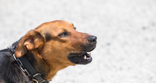 狗狗露齿行为全攻略：理解原因与正确应对方法(图2)