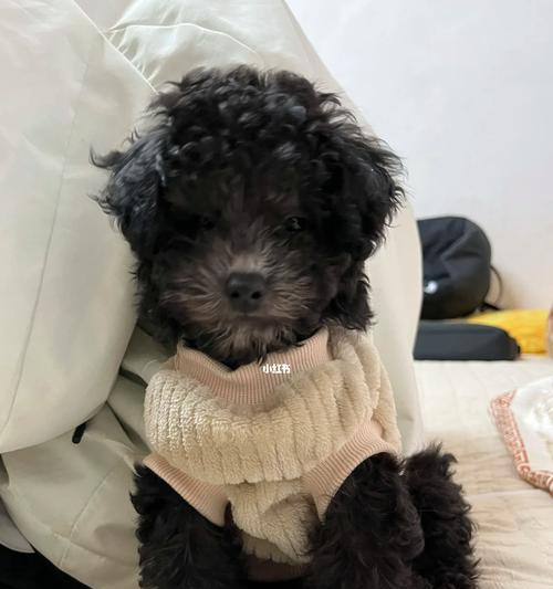 泰迪狗三个月养护指南｜健康快乐成长全攻略