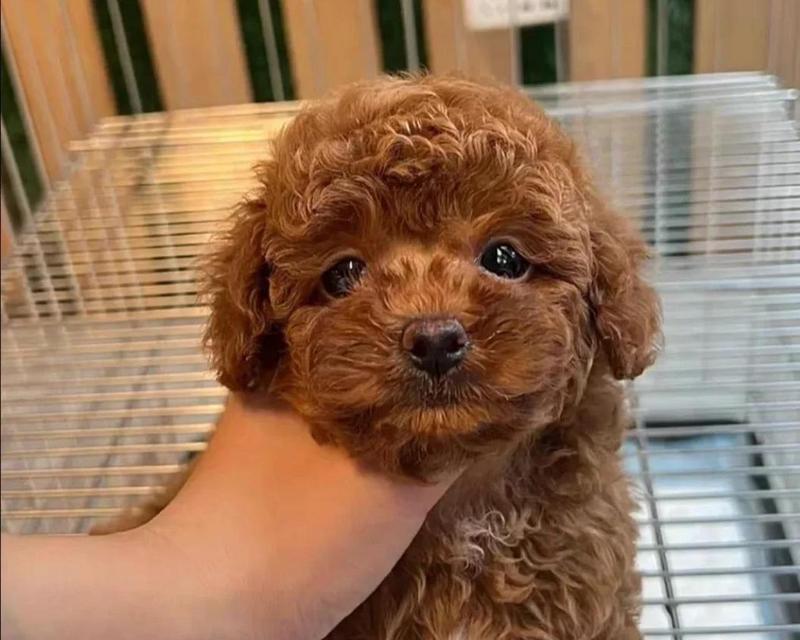 泰迪狗三个月养护指南|健康快乐成长全攻略(图3) 泰迪狗三个月养护指南|健康快乐成长全攻略(图3)