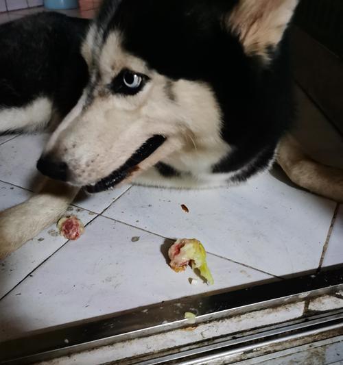 哈士奇吃草行为全攻略｜揭秘其食草原因与健康影响(图1)