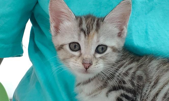 小猫逃离的冒险｜追寻自由与归属感的温暖之旅(图2)