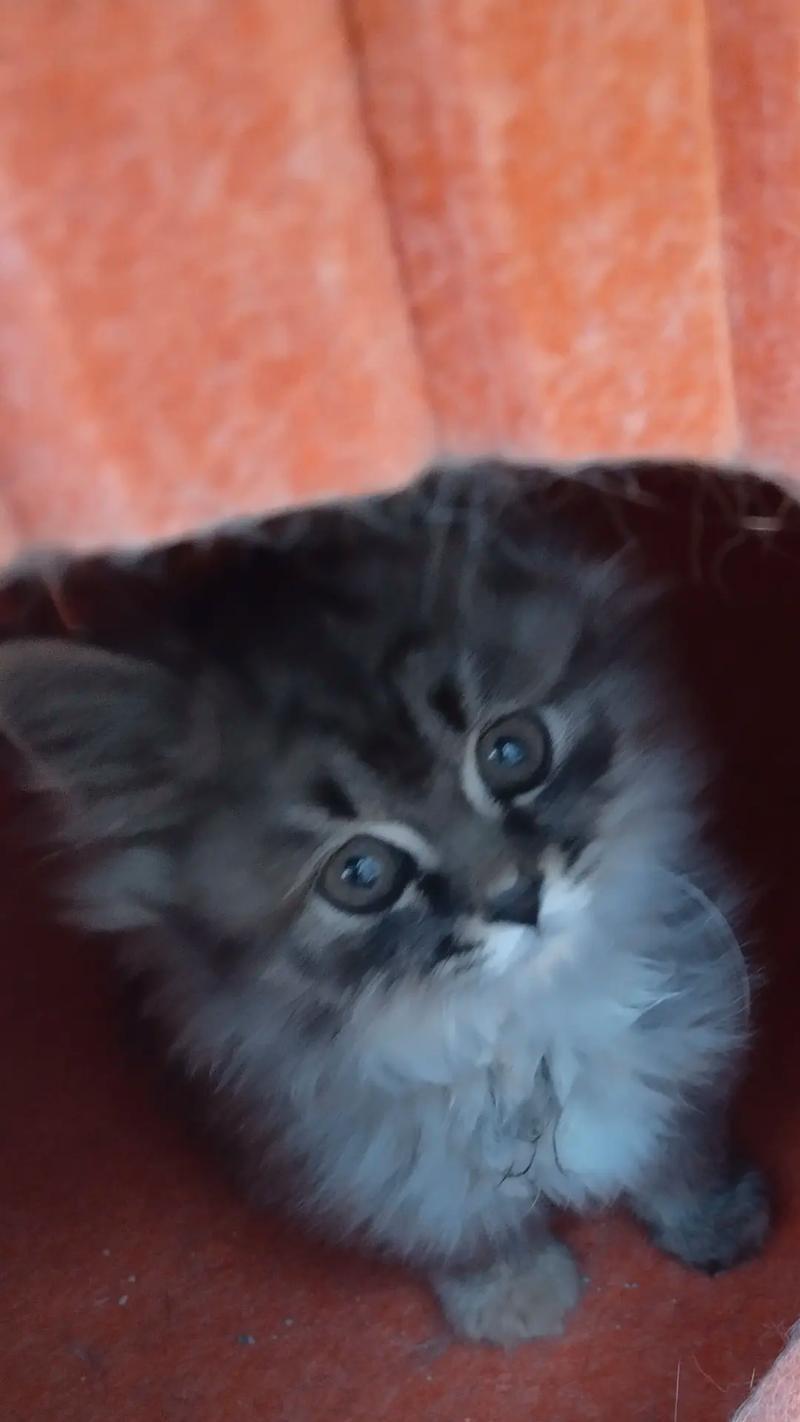 小猫逃离的冒险｜追寻自由与归属感的温暖之旅(图1)