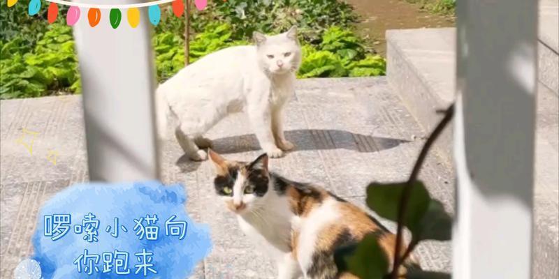 小猫逃离的冒险｜追寻自由与归属感的温暖之旅(图3)
