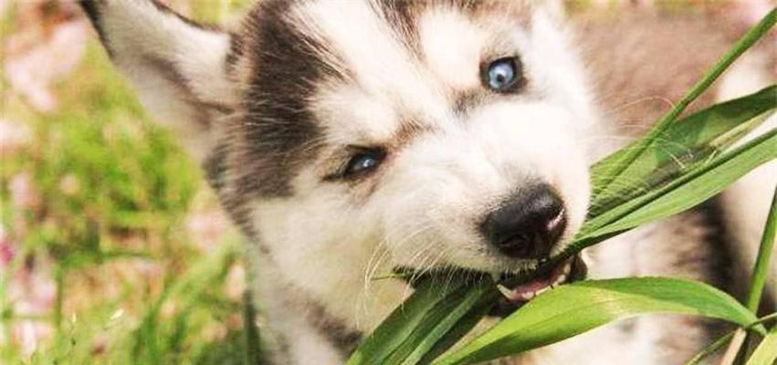 哈士奇吃草行为全攻略｜揭秘其食草原因与健康影响(图3)