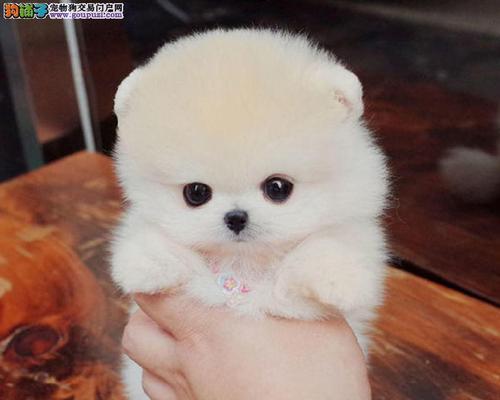 以俊介多样品种全攻略｜种植与应用实用指南(图1)