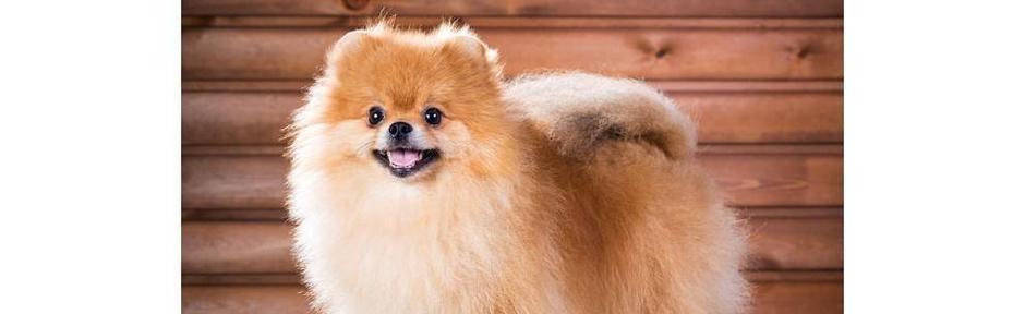 以俊介多样品种全攻略｜种植与应用实用指南(图2)