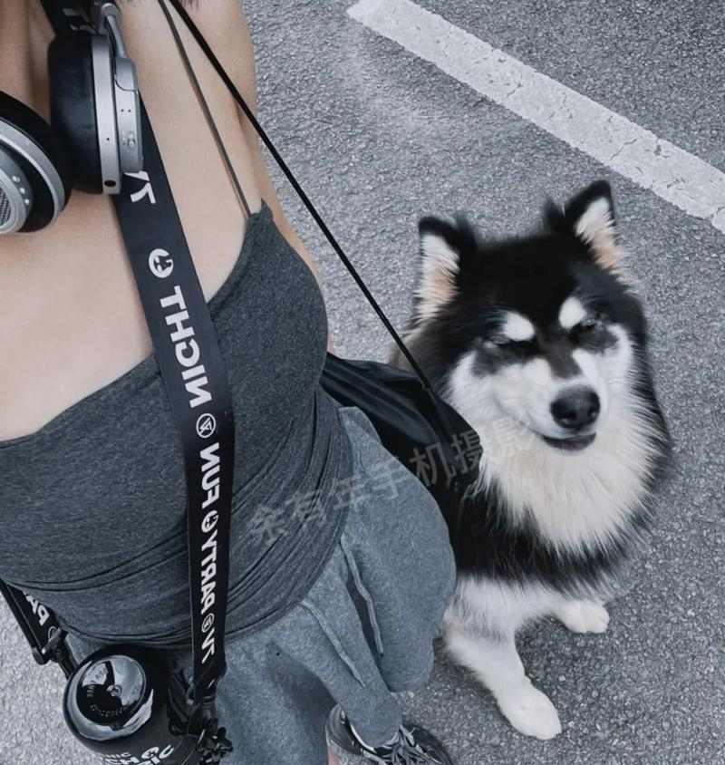 哈士奇吃草行为全攻略｜揭秘其食草原因与健康影响(图2)