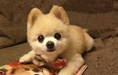 以俊介多样品种全攻略｜种植与应用实用指南(图3)