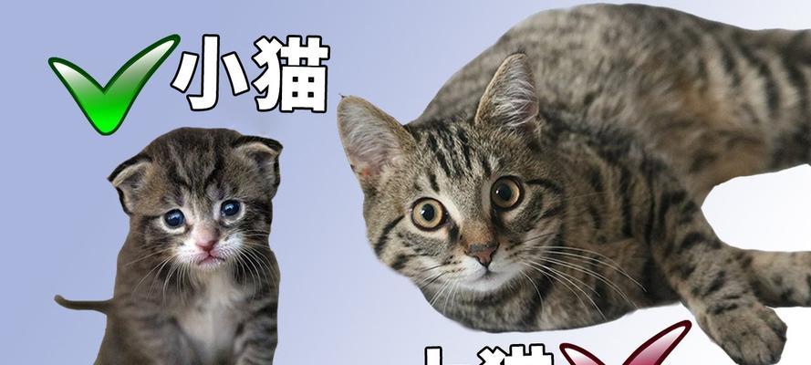 大猫为何躲避小猫？行为原因全攻略(图1)