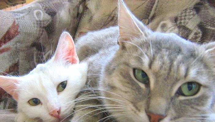 大猫为何躲避小猫？行为原因全攻略(图2)