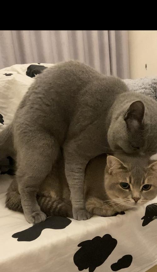 大猫为何躲避小猫？行为原因全攻略(图3)