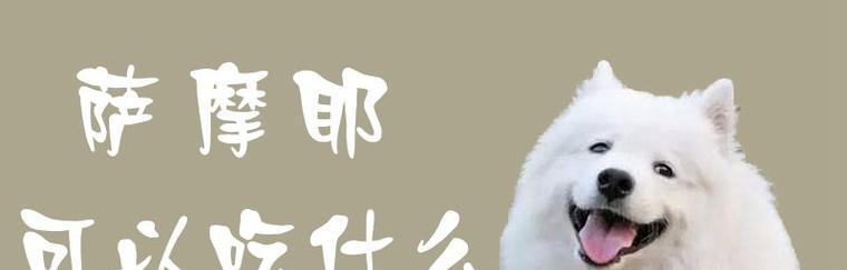 萨摩耶中暑急救指南｜药物使用与防护全攻略(图1)