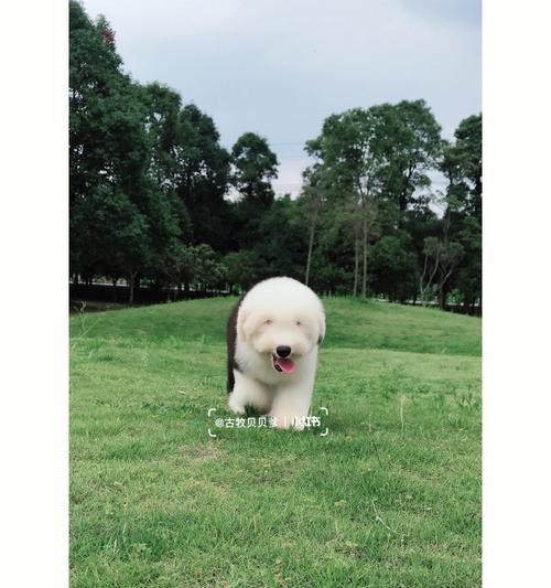 以古牧与其他犬种杂交的迷人之处｜实用指南(图1)